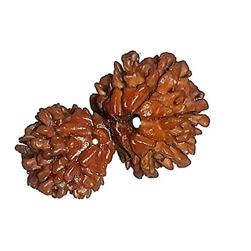 Sawarare Gauri Shankar Rudraksha 