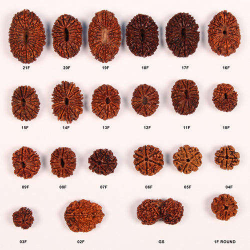 Different Types of Rudraksha Seed