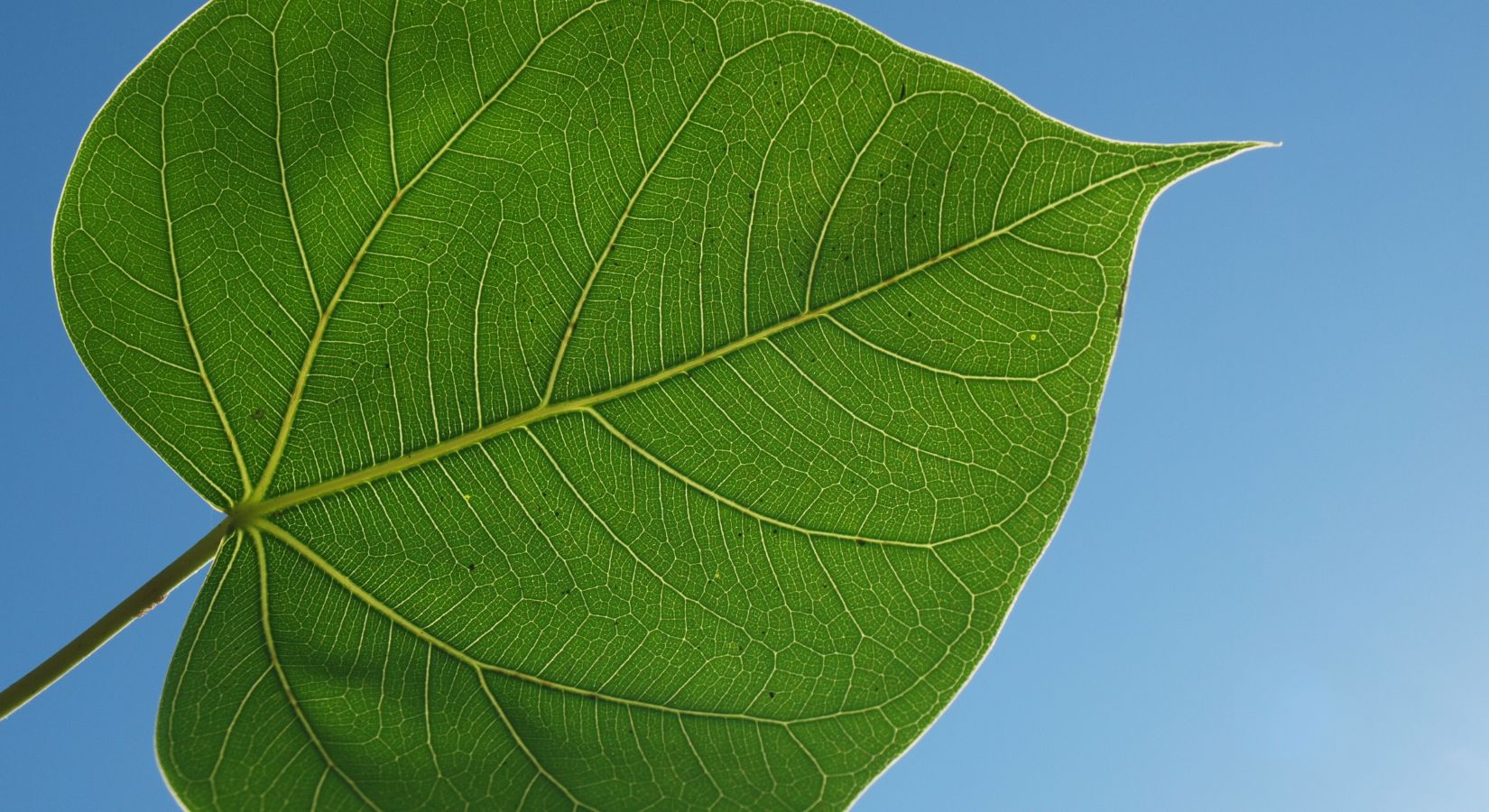 The Bodhi Tree in Modern Context