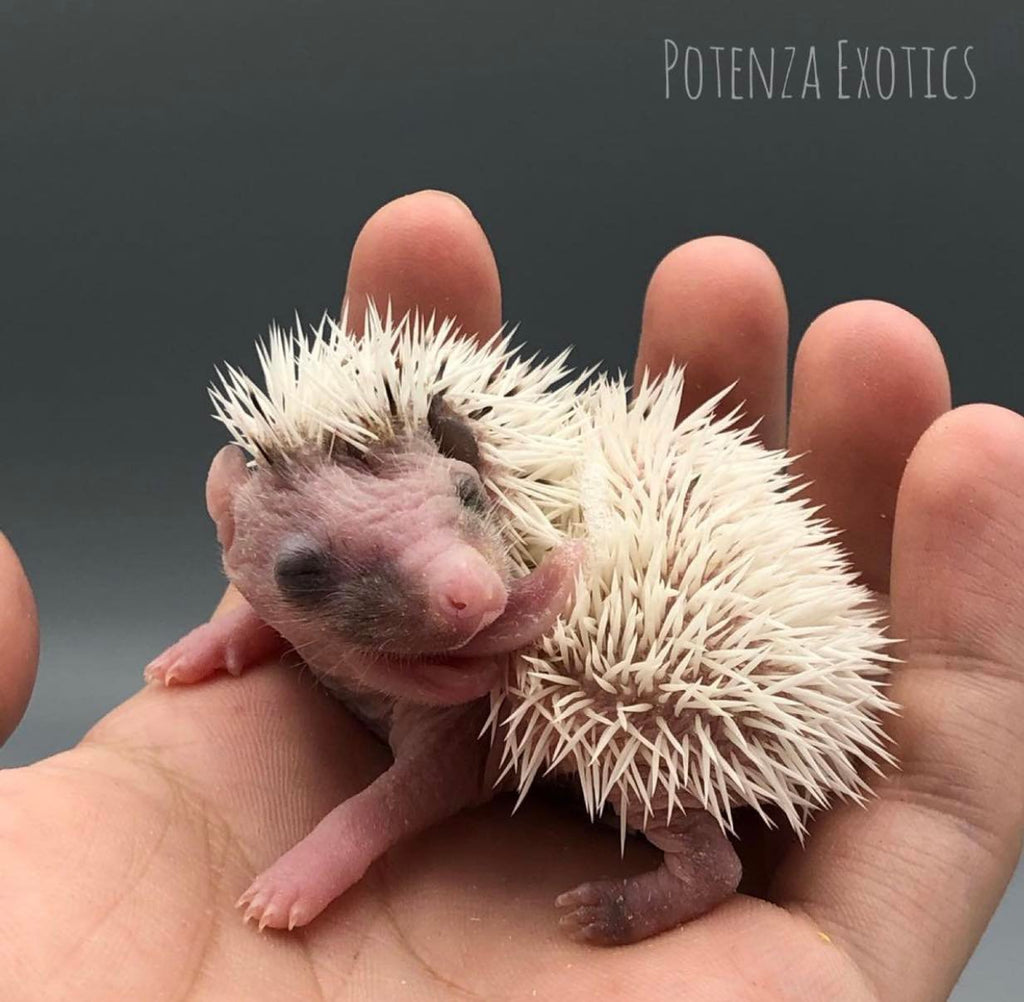 Hedgehog Baby Self-Anointing