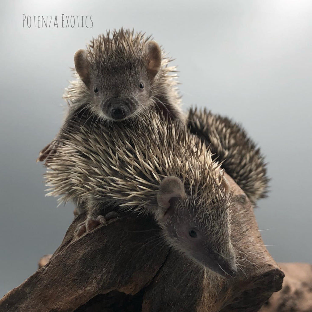 Lesser Tenrec Babies