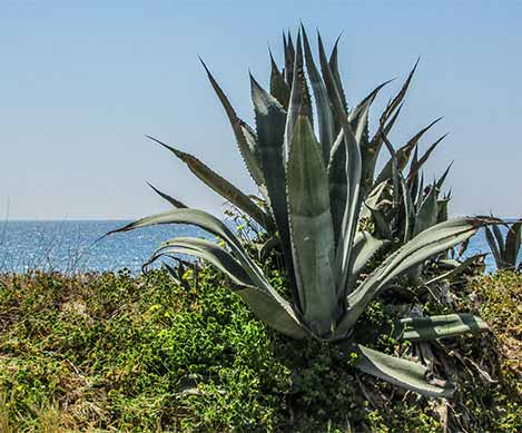 The Benefits Of Using Aloe Vera