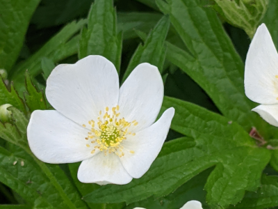 Canada anemone self seeds happily. 