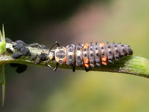Lady Bug Larva eats Aphids. Photo credit Gilles San Martin from Namur, Belgium, CC BY-SA 2.0 <https://creativecommons.org/licenses/by-sa/2.0>, via Wikimedia Commons