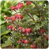 Dicentra spectabilis Valentine Bleeding Heart Image Credit Ball Hortilcultural