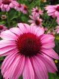 Echinacea purpurea Prairie Splendour Cone Flower image credit Millgrove Perennials