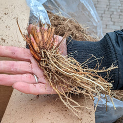 Greenhouse Bare Root Iris Image Credit: Chaz Morenz 20240306