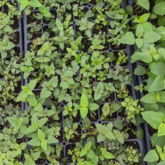 Seedlings in the Greenhouse Image Credit: Chaz Morenz 0230306