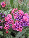 Pulmonaria Raspberry Splash Lungwort Image Credit Walters Gardens