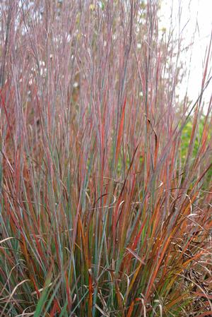 Schizachyrium scoparium Standing Ovation in fall Image Credit Northcreek Nurseries