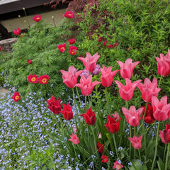 Tulips and Fernleaf Peony