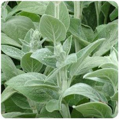 Stachys byzantina Silver Carpet Lambs Ears image credit Millgrove Perennials