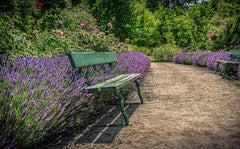 Lavender Hedge and Bench. No credit required image from Pixaby.