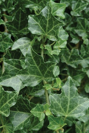 Thorndale English Ivy, Hedera helix 'Thorndale', Monrovia Plant