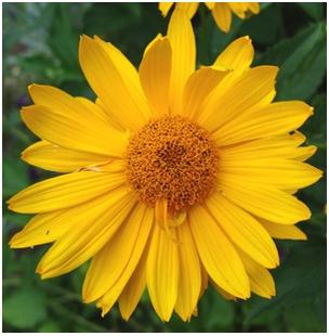 Heliopsis helianthoides Summer Sun False Sunflower