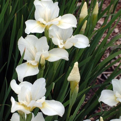 Iris sibirica White Swirl Sibirian Iris