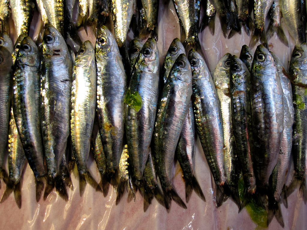 Photo of fresh fish in the Kadikoy market in Instanbul.