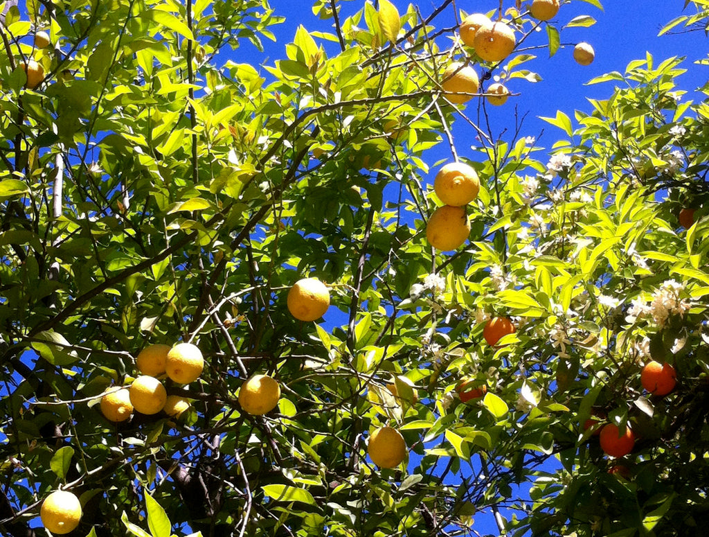 Lemon and orange trees in the Parque de María Luisa in Seville.