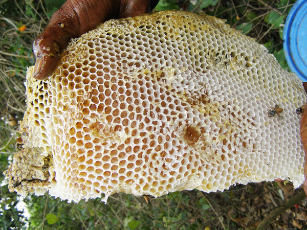 Honeycomb close-up