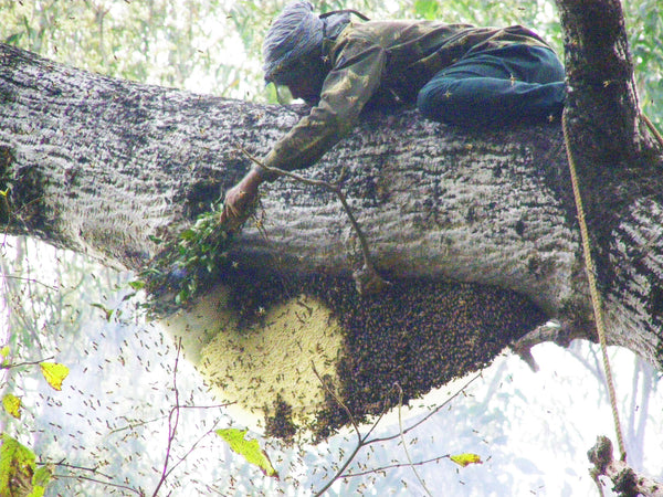 Rosita Bee Bread harvesting