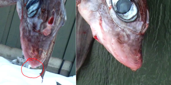 Ratfish close-up