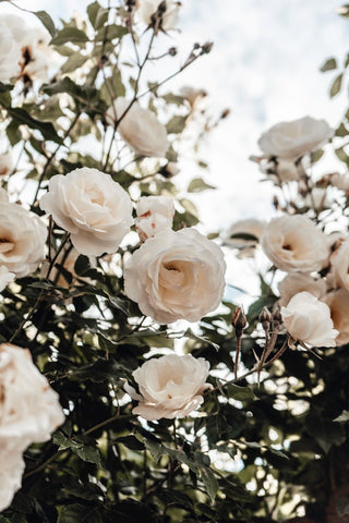Roses, White 