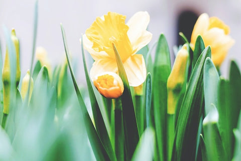 Narcisos | Cómo tener una Pascua de regencia