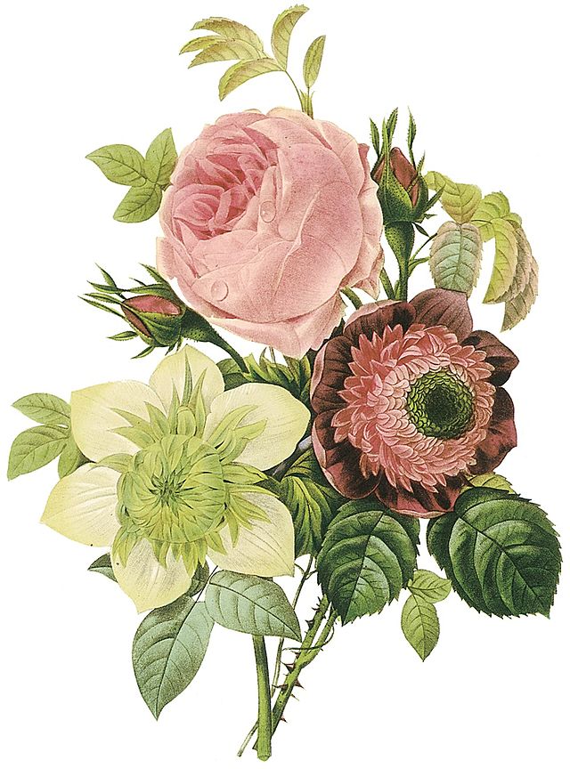 Flowers by the artist (Rosa centifolia, anemone, and clematis)