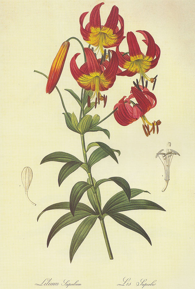 Illustrazione botanica di Lilium Superbum