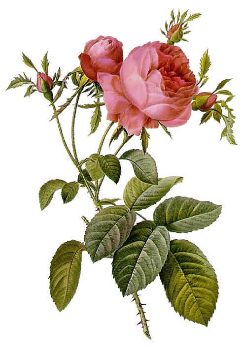 Rosa_cetifolia_foliacea_17