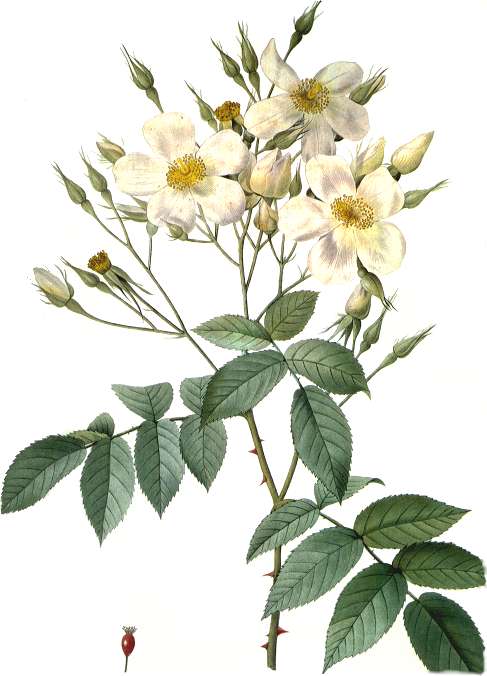 Rosa Moschata (Musk Rose)