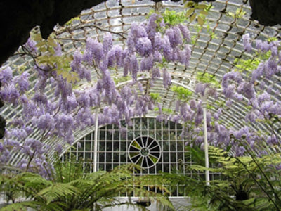 The Grotto Fernery: la herrería se remonta a la época de Ongley, mientras que las adiciones de roca Pulhamite de Shuttleworth se agregaron en la década de 1870, creando una estructura inusual y atmosférica (Fotos: Darren Harbar)