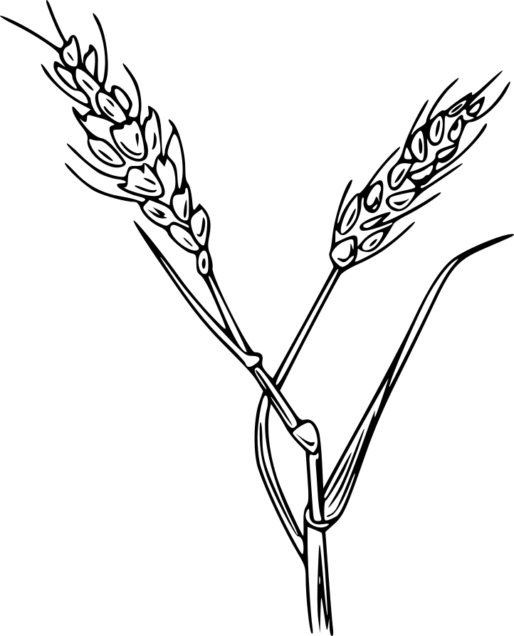 SACCHARIDE ISOMERATE (PENTAVITIN)