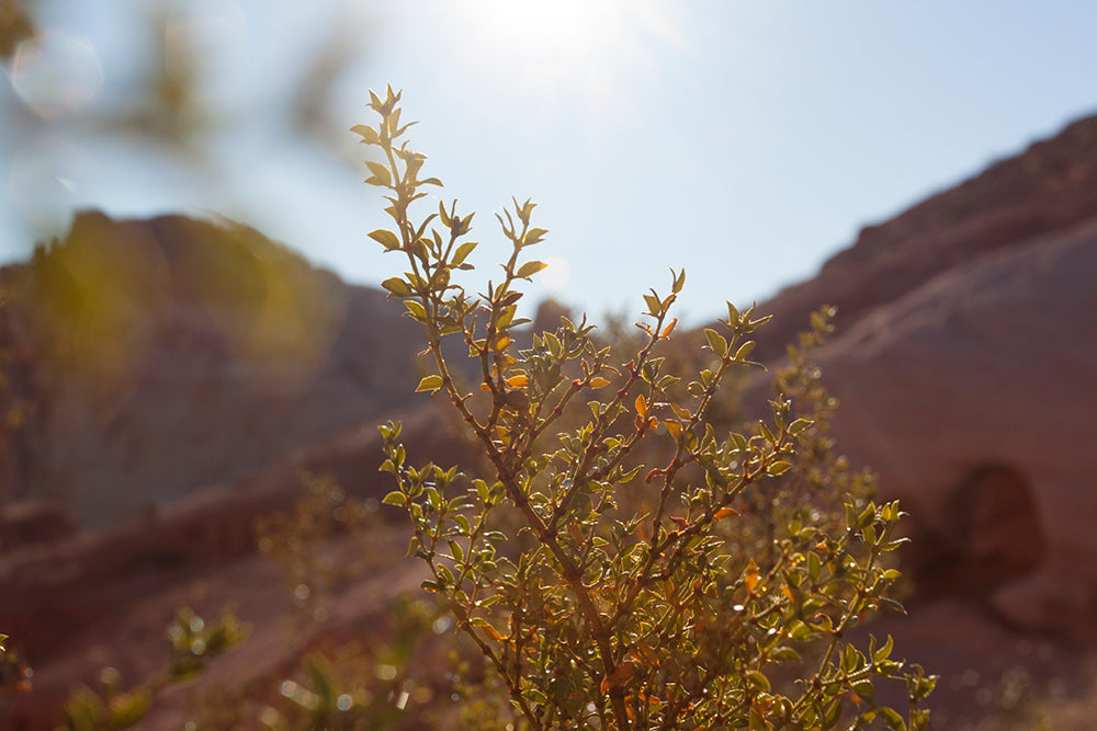 Lee Coren Valley Of Fire Nevada_003