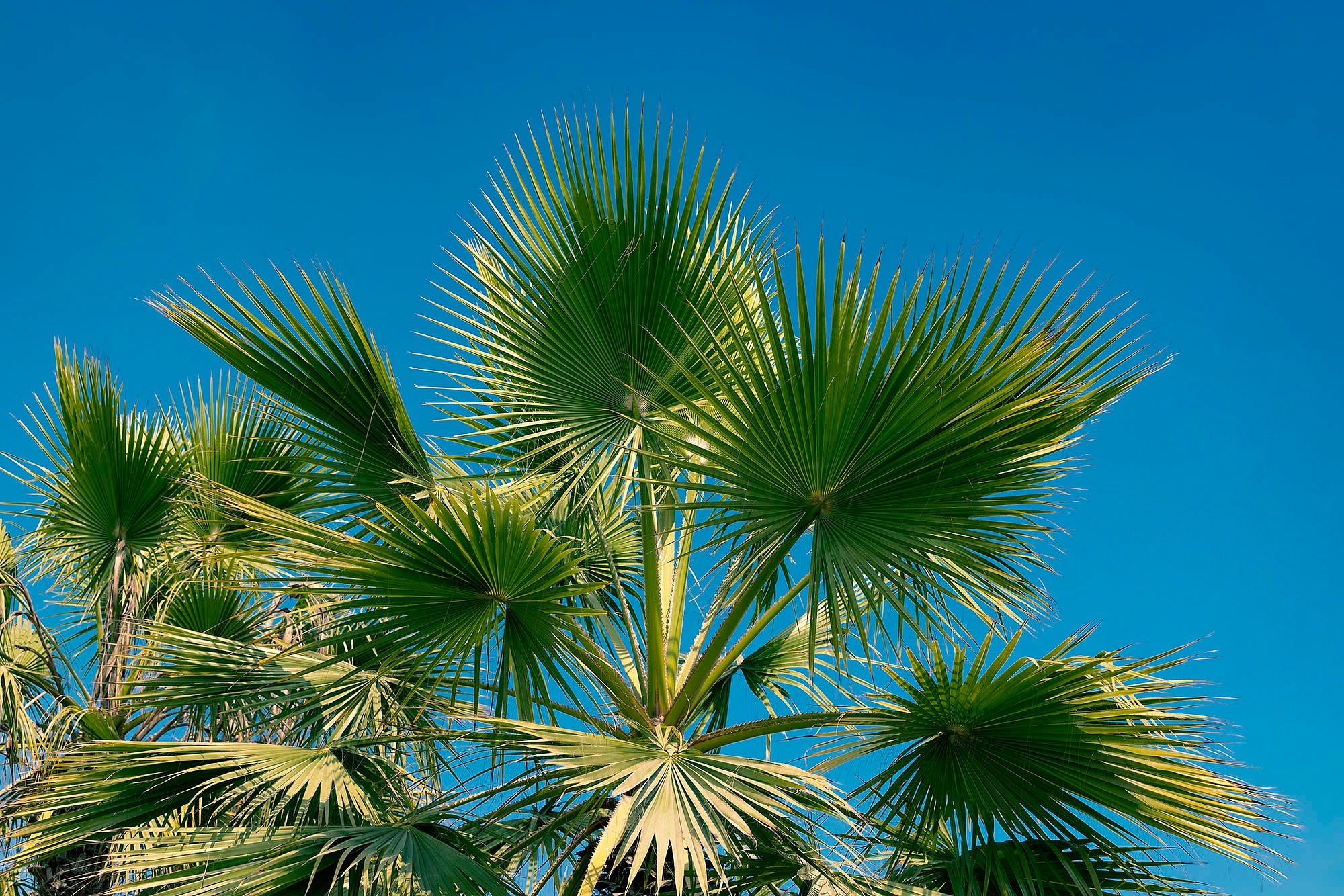 Palmier photographié vue du bas sous ciel bleu