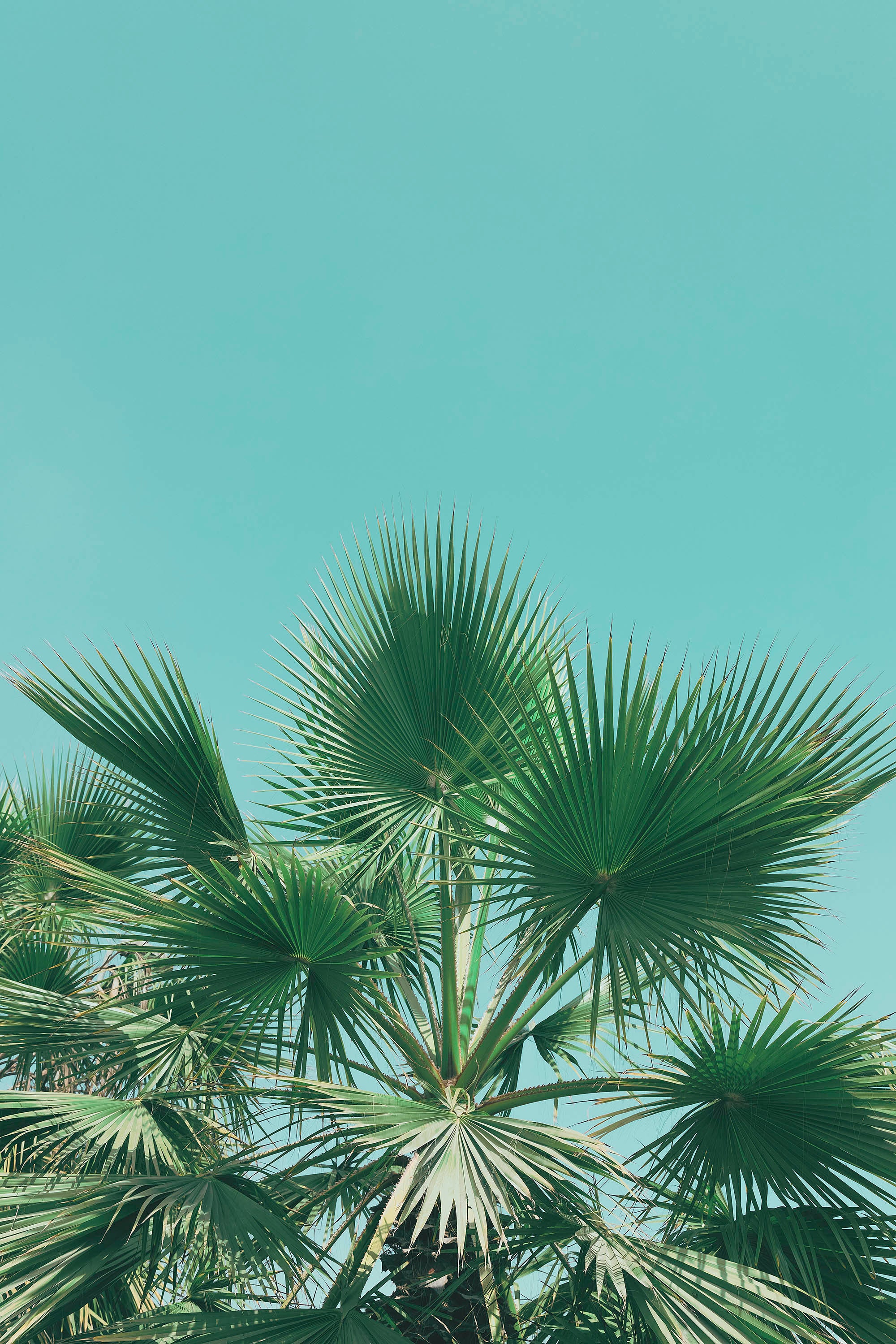 photofraphie d'un palmier au pérou en contre plongée par devant un ciel bleu misericordia été lima amérique latine