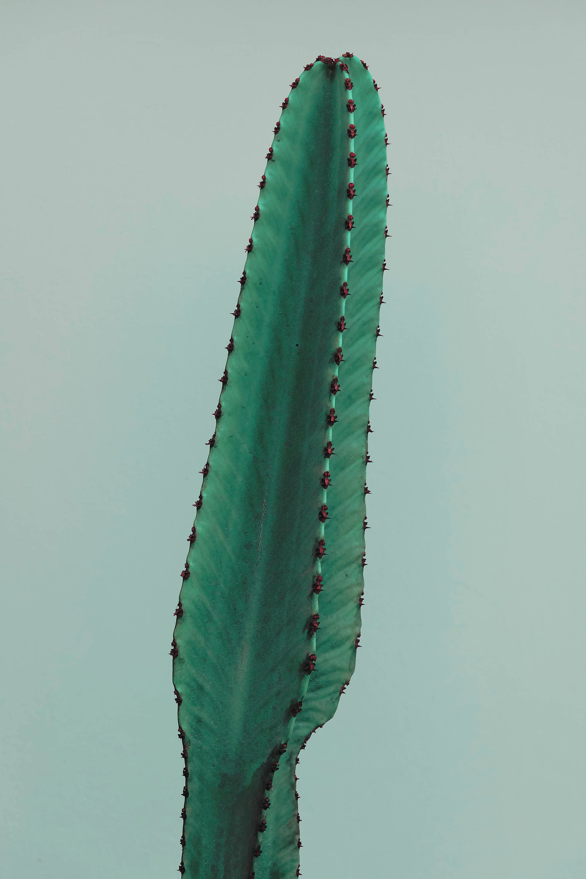 cactus surplombé par le ciel bleuté pérou