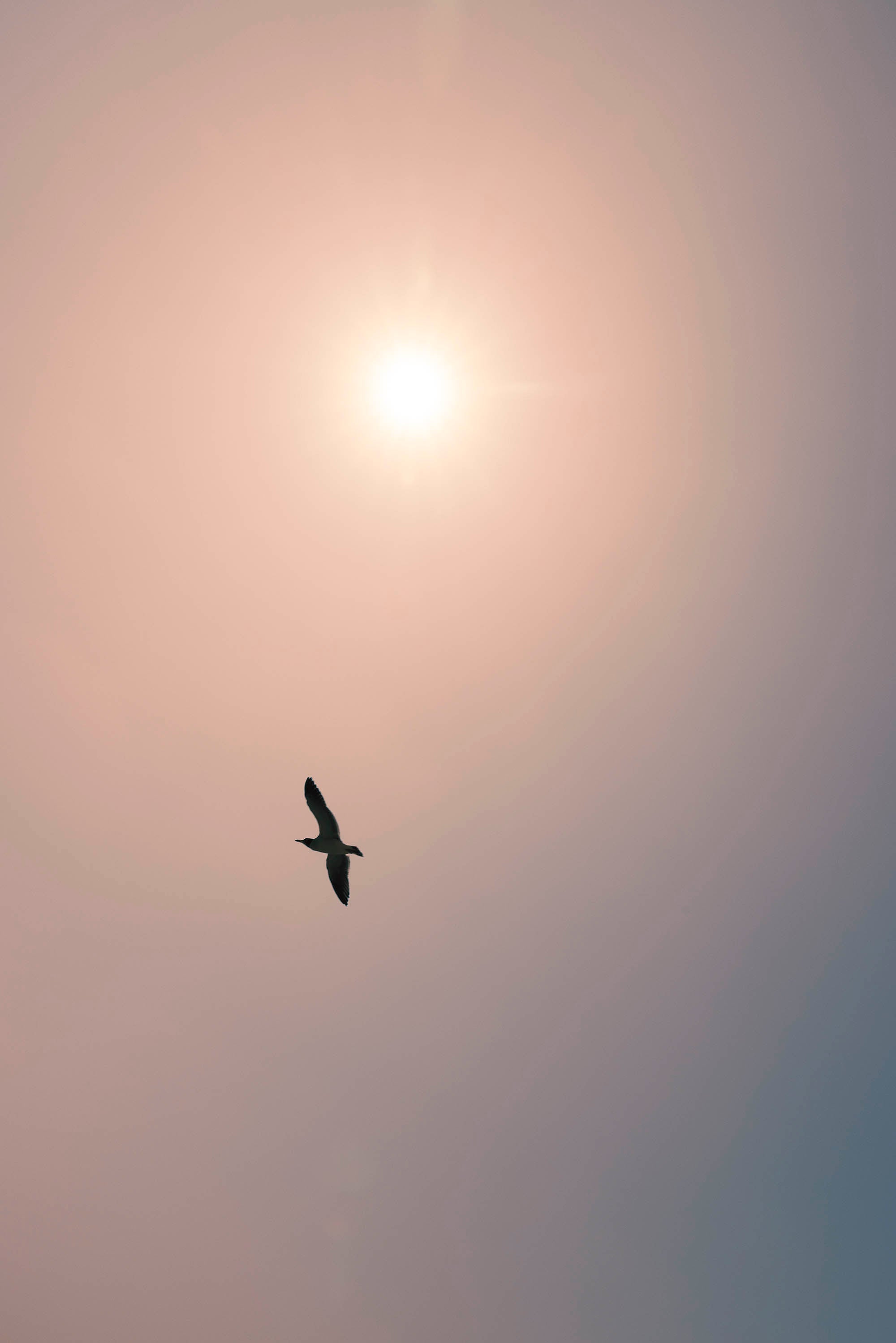 Oiseau volant et surplombé par le coucher de soleil