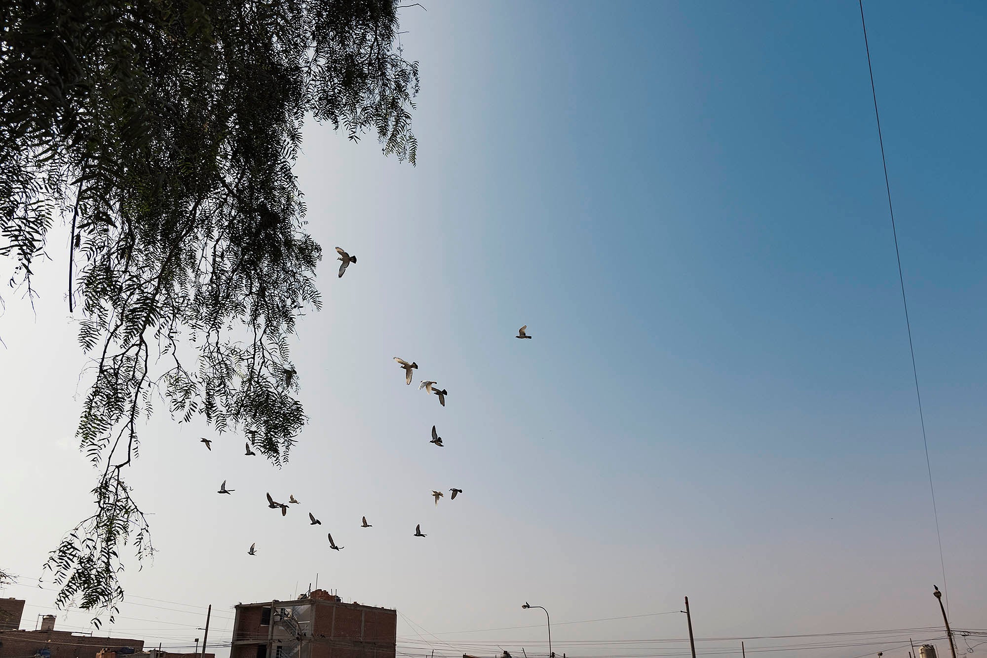 Photographie prise dans les bidonvilles avec des oiseaux volant dans les airs photographiés