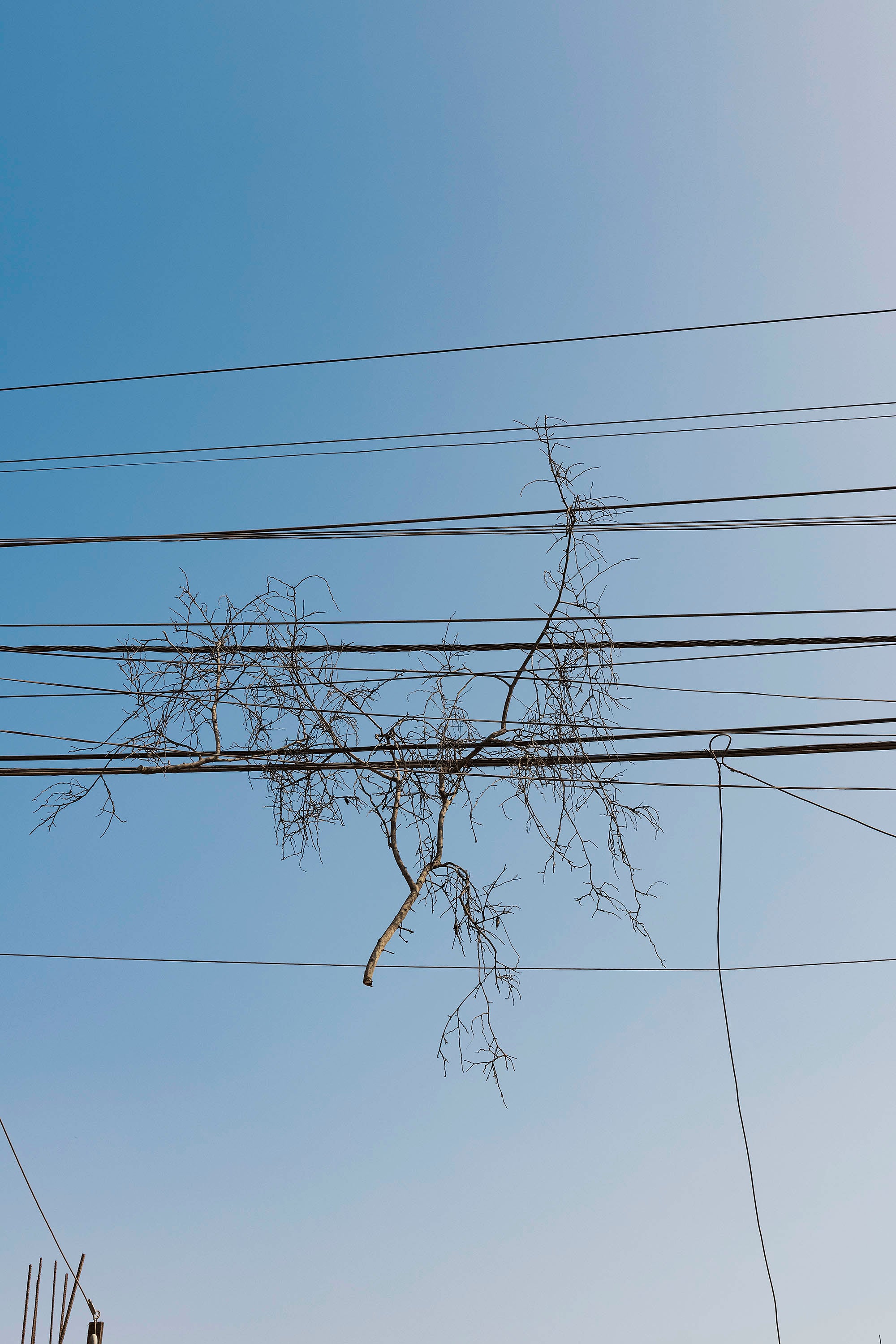 Branche d'arbre coincée entre des câble d'une ligne électrique 