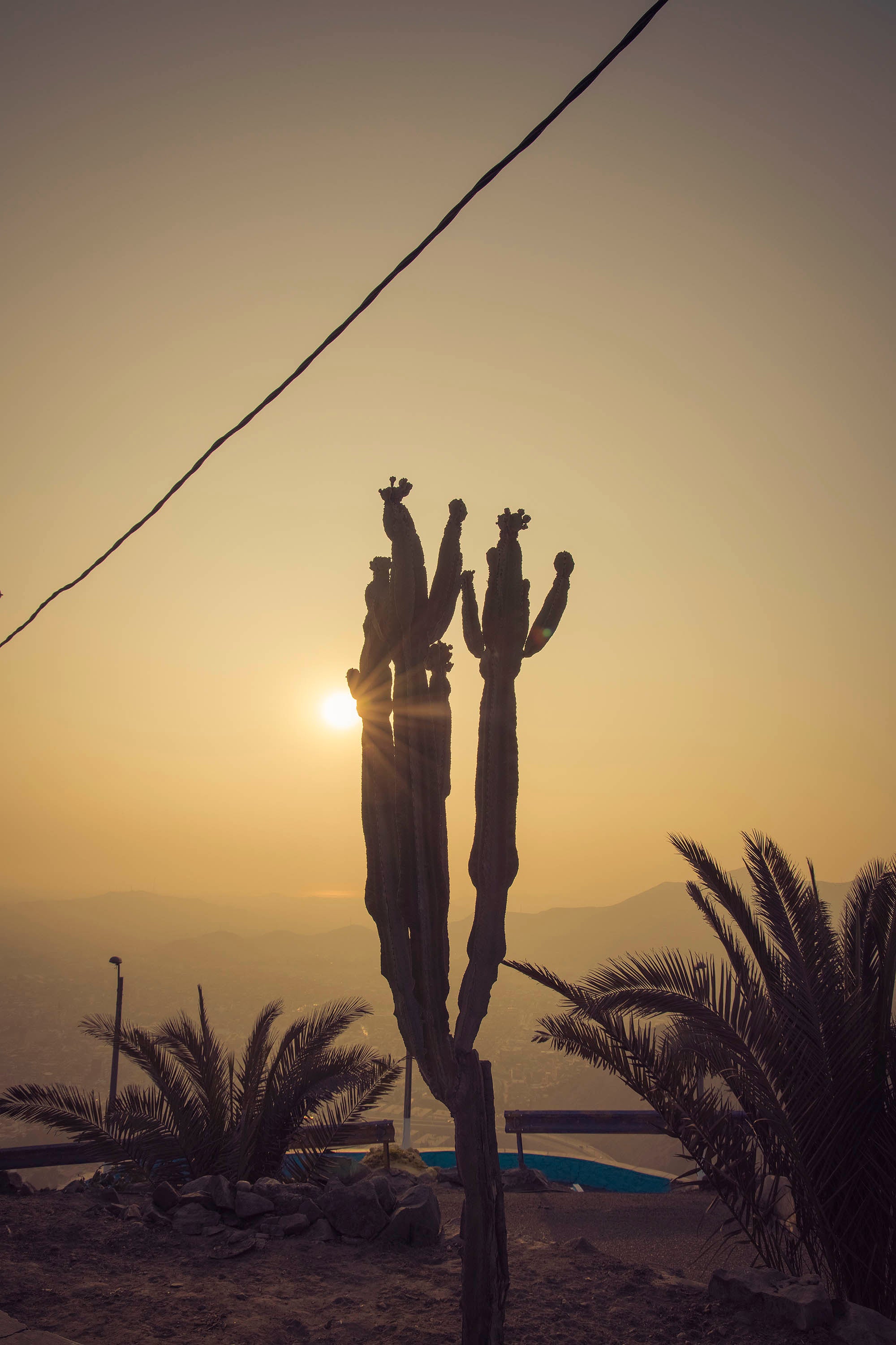 Cactus palmier coucher de soleil jaune contre-jour