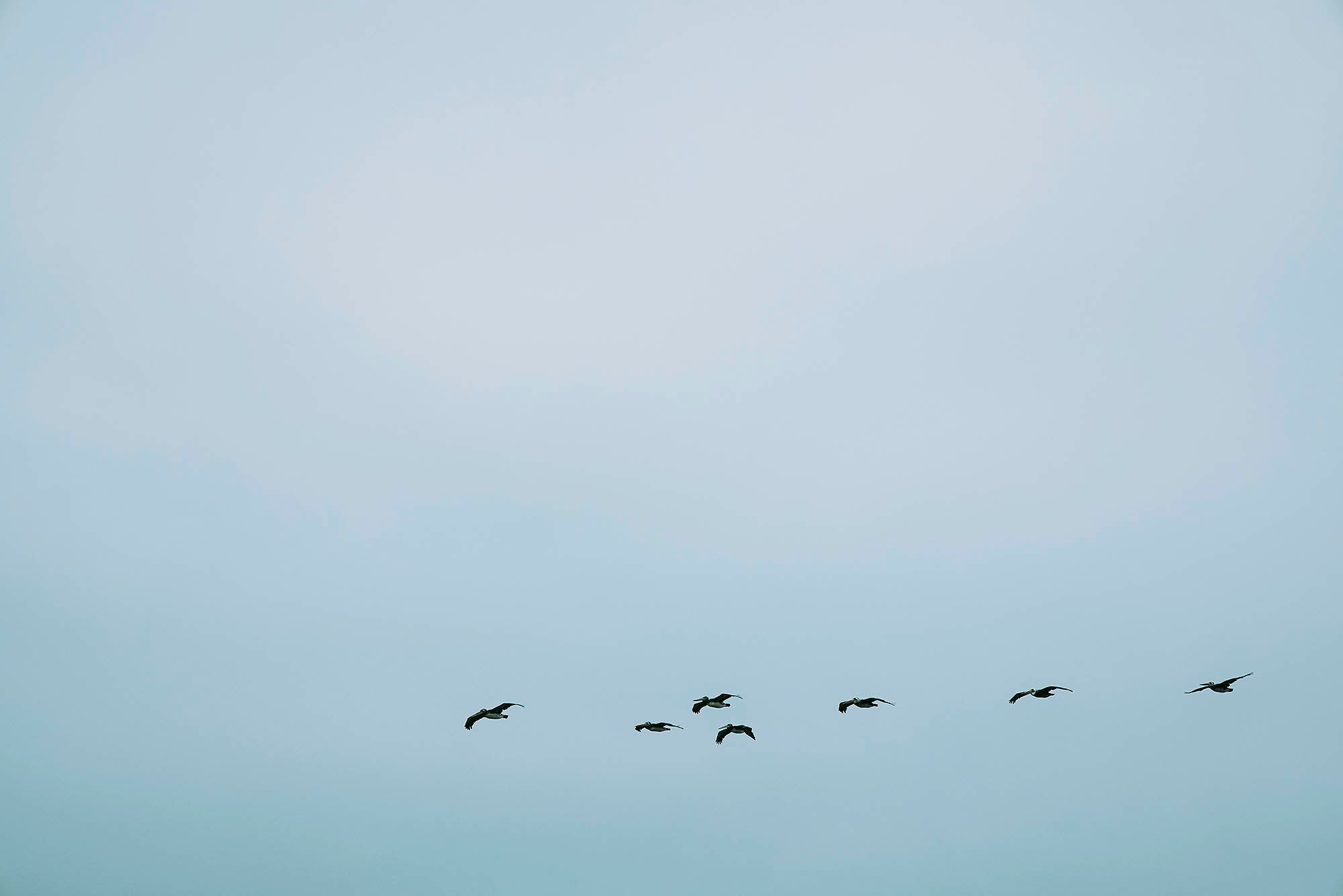 Flying birds in the sky