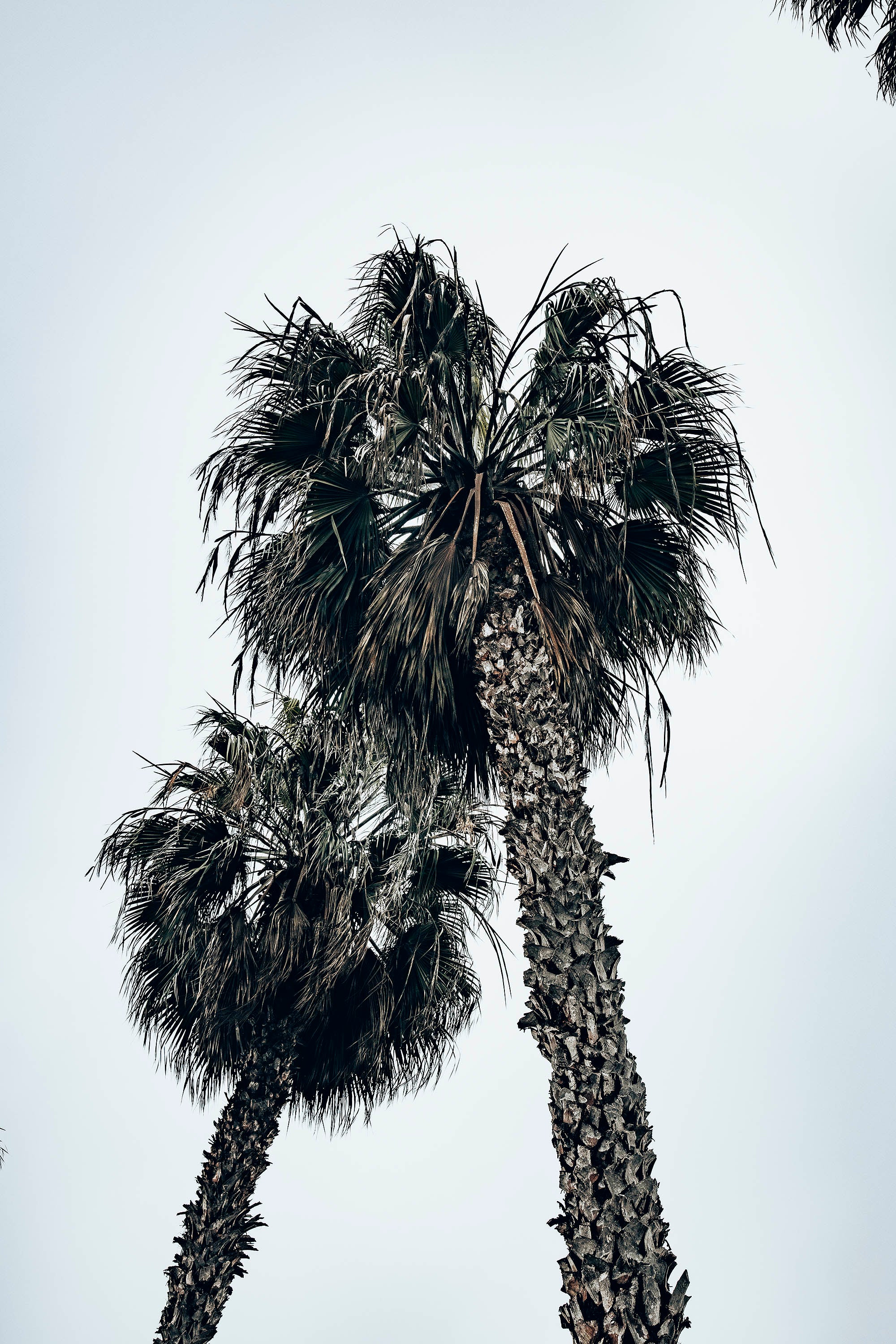 photographie de deux palmiers à lima au pérou misericordia amérique latine