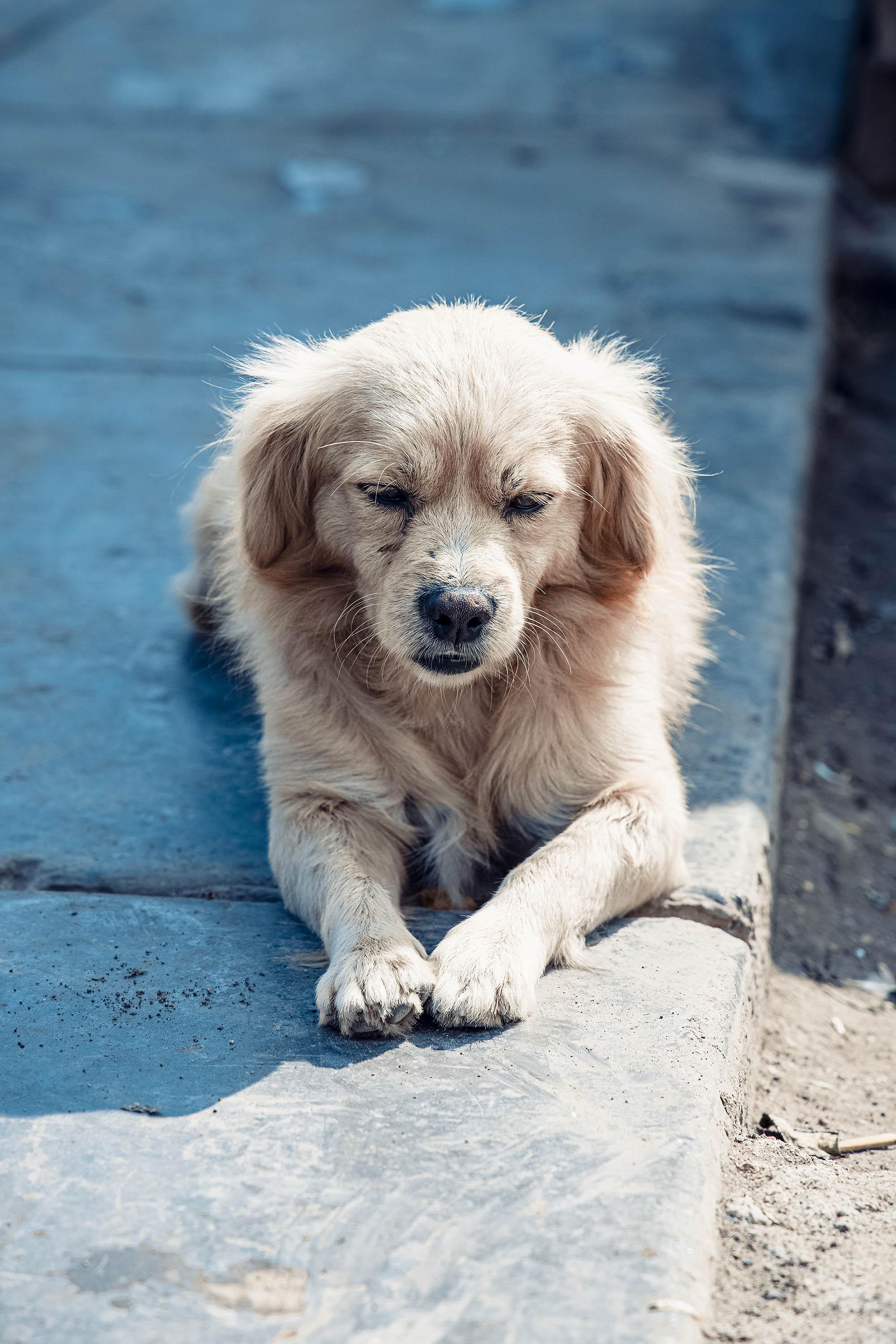 Puppy lying on the ground photographed in peru