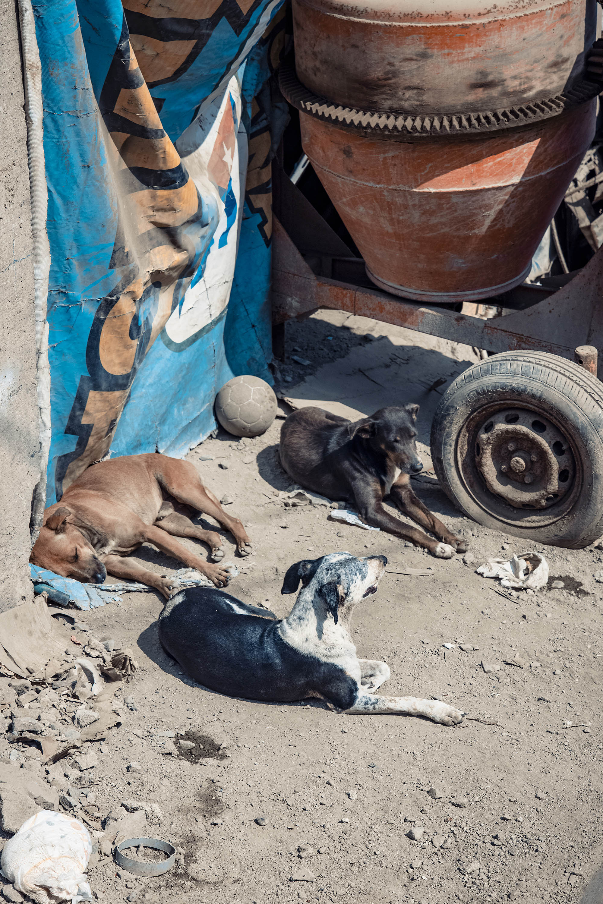 photograph of three dogs lying on the ground under the sun, one of which is asleep