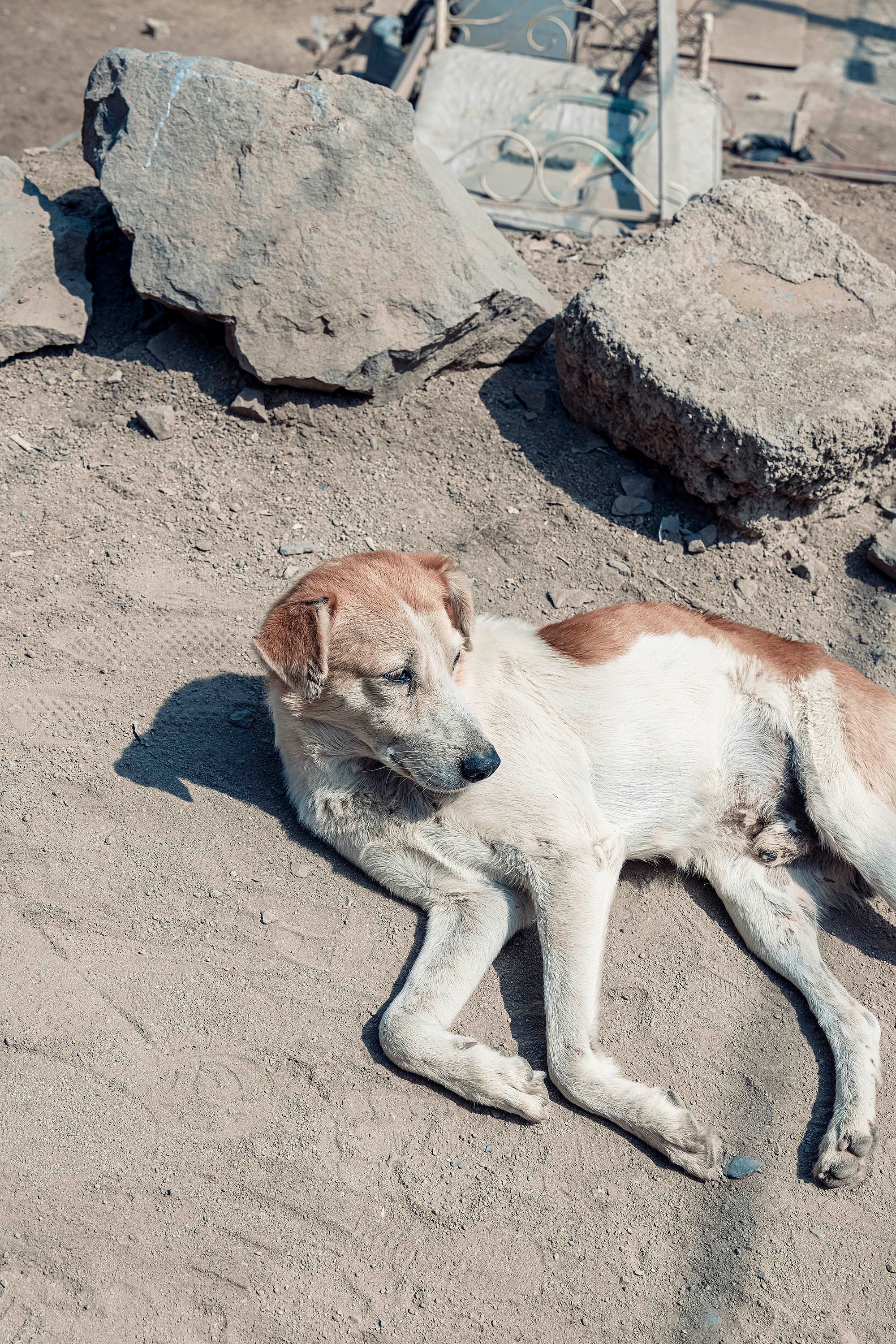 photographie d'un chien allongé sur le sol au Pérou amérique latine misericordia