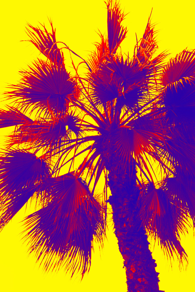palmier lima pérou 