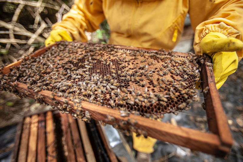 Honey Malaysia: Pure Honey in Malaysia? It’s Not Always Easy to Find