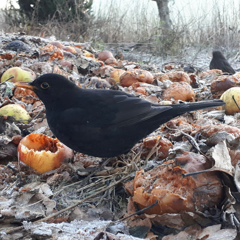 Blackbird eating apples for breakfast by Alice Savery of Alice Draws the Line