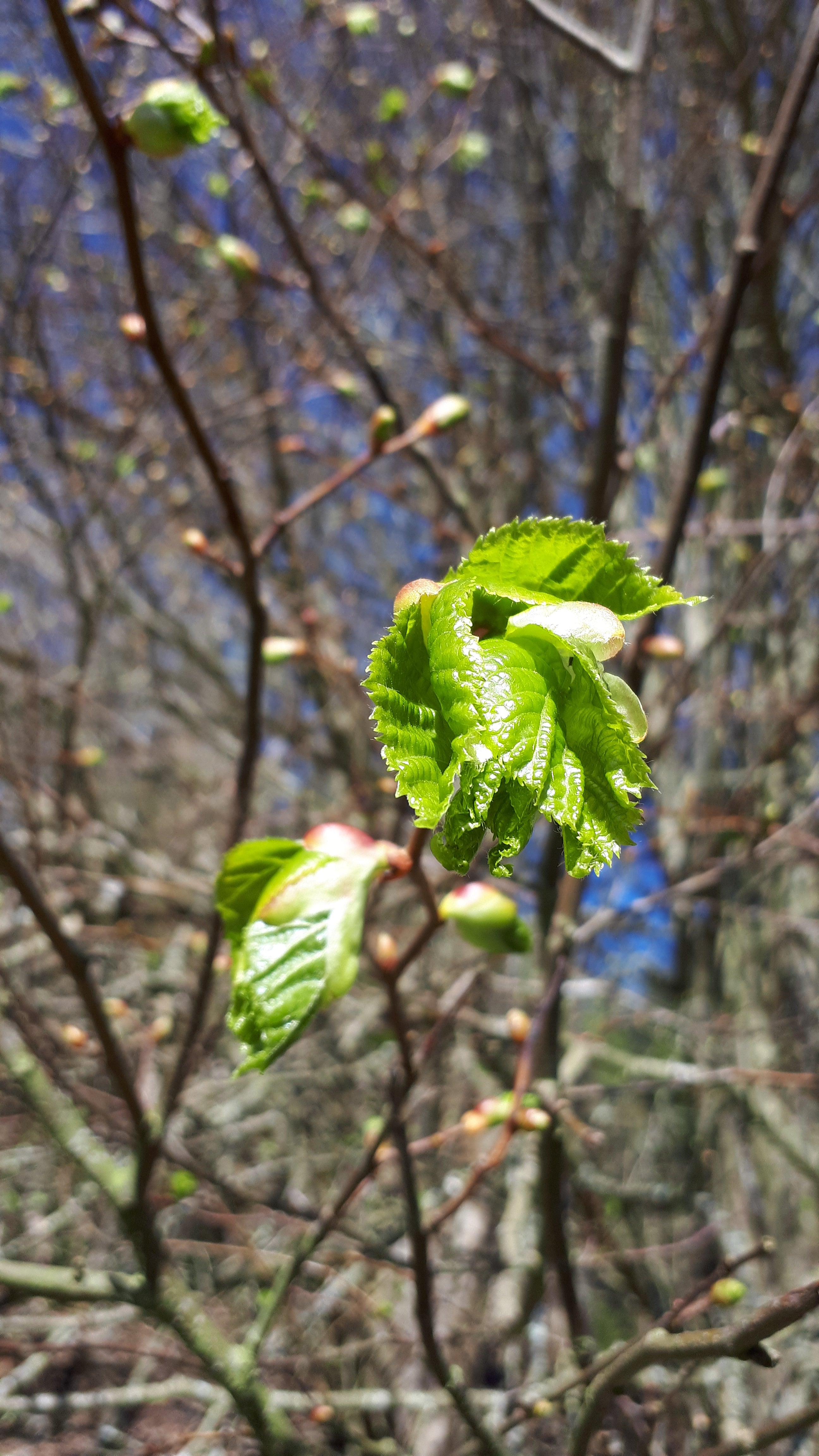 New Lime leaves by Alice Draws the Line